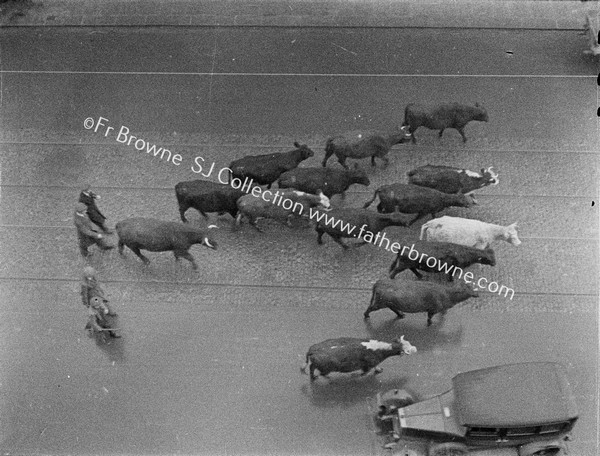 BRINGING HOME THE COWS  CAPPAGH HOSPITAL